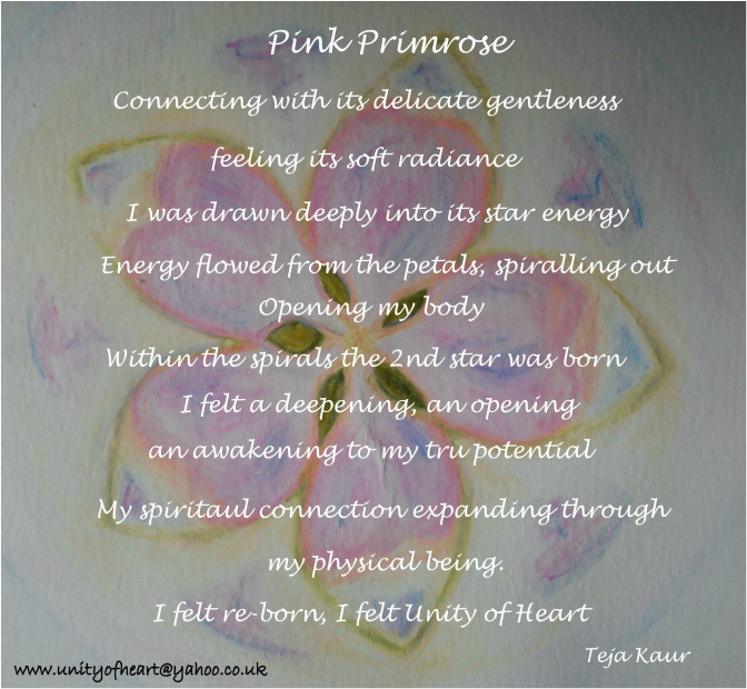 Pink Primrose -  Teja Kaur - Unity of Heart